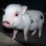 Our piglet boarder Gerty!