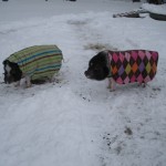 Rosco and Penny with coats