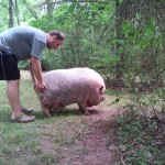He's a big pig!