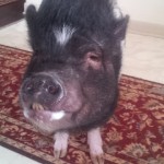 Penny showing us that a smiling pig is the best pig.