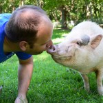 Piggy Sue and Willie kiss