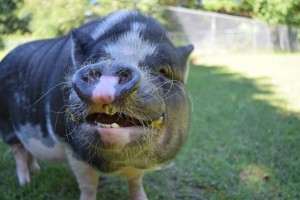 Rosco shows off a silly looking smile.