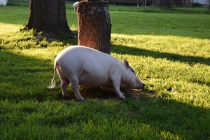 Silly Fiona trying to help me move branches. "Don't you know that's a whole tree stump Fiona?"