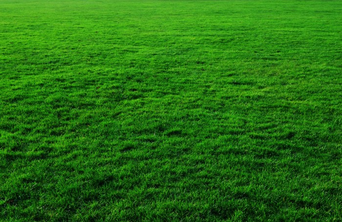 grass_background_201062