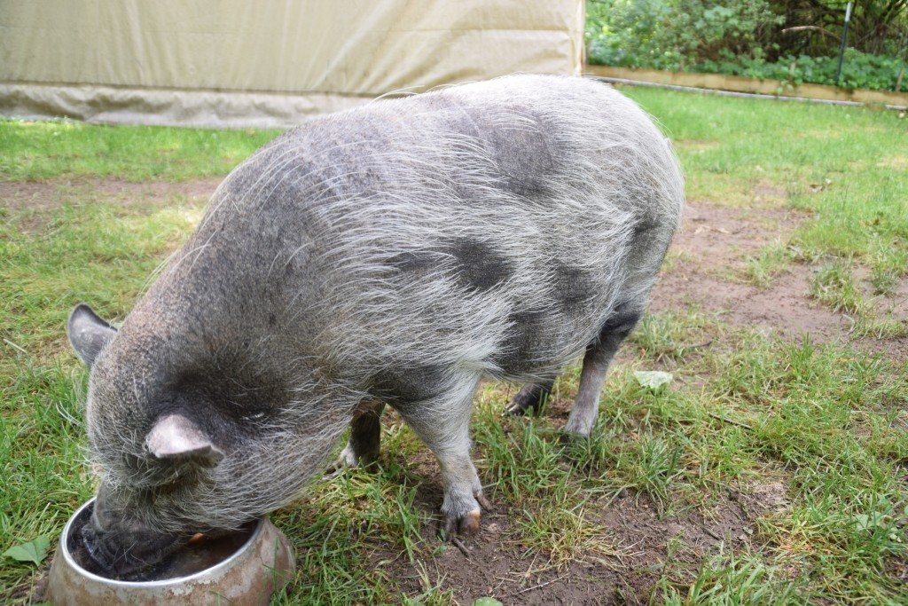 Blowing their coats! Swine And Dandy