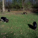 4 pigs grazing together