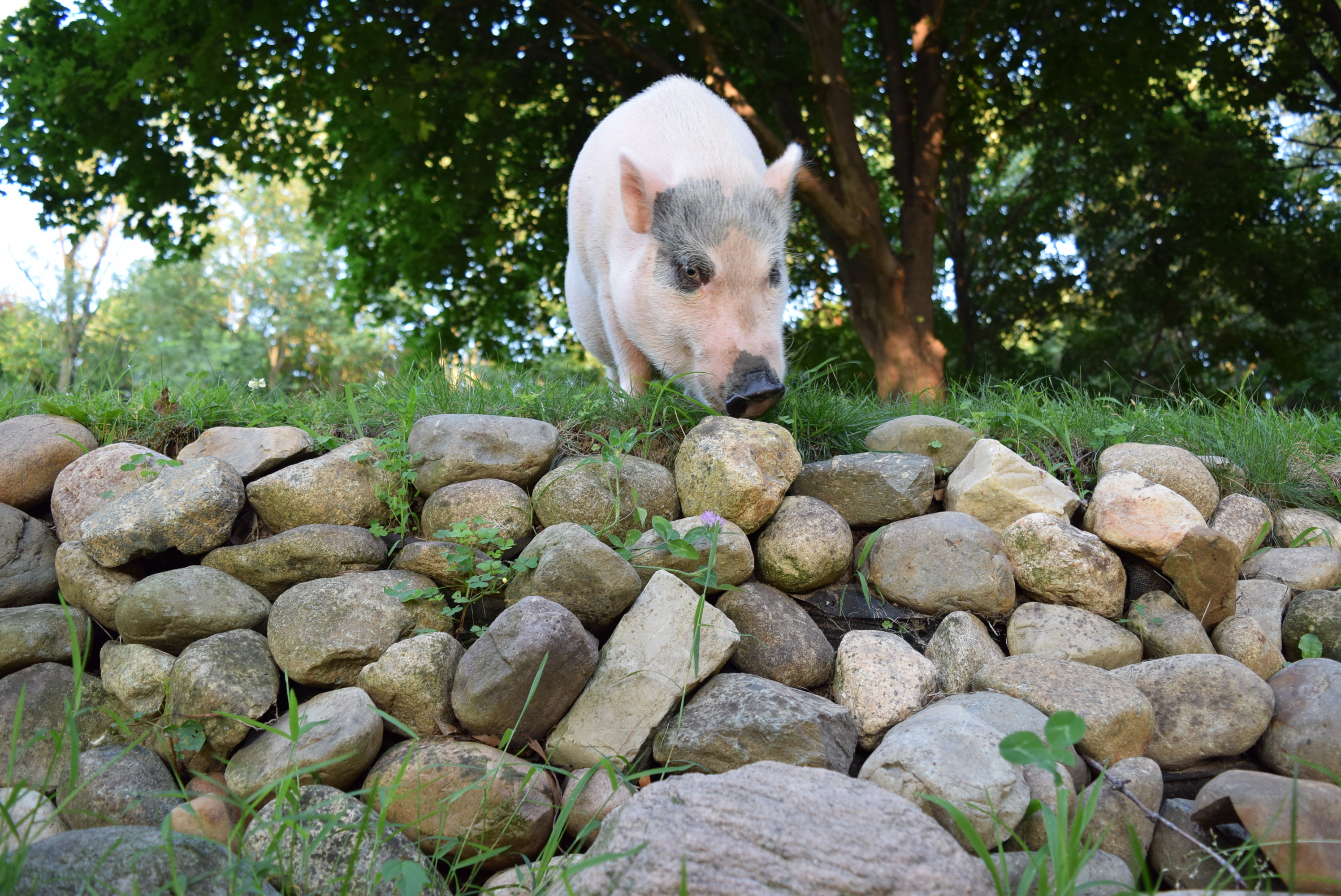 Fiona is trimming up the grass next to the rock wall.